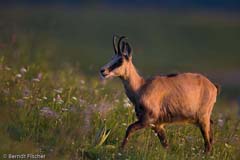 Gmse - Zum Vergroessern klicken!